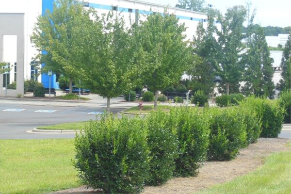 Warehouse campus grounds maintenance by SouthernEEZ